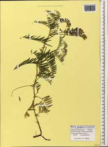 Vicia tenuifolia subsp. subalpina (Grossh.) Zernov, Кавказ, Ставропольский край, Карачаево-Черкесия, Кабардино-Балкария (K1b) (Россия)