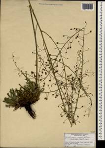 Verbascum serratifolium (Hub.-Mor.) Hub.-Mor., Зарубежная Азия (ASIA) (Турция)