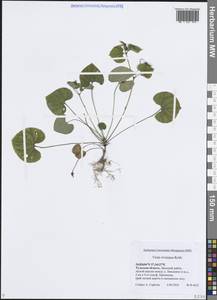 Фиалка Ривиниуса Rchb., Восточная Европа, Центральный район (E4) (Россия)