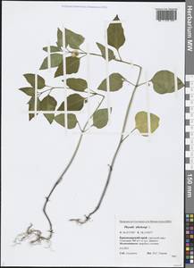 Alkekengi officinarum Moench, Кавказ, Черноморское побережье (от Новороссийска до Адлера) (K3) (Россия)