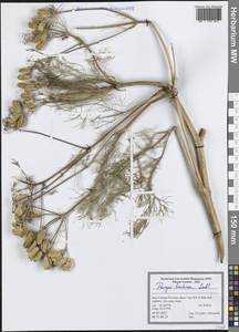 Прангос феруловидный (L.) Lindl., Зарубежная Азия (ASIA) (Иран)