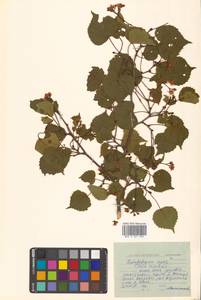 Липа амурская Rupr., Сибирь, Дальний Восток (S6) (Россия)