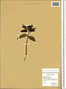 Рябчик широколистный Willd., Кавказ, Краснодарский край и Адыгея (K1a) (Россия)