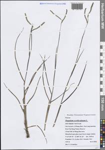 Paspalum scrobiculatum L., Зарубежная Азия (ASIA) (Вьетнам)