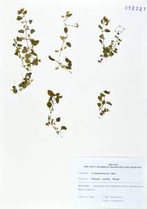 Эритранта тоненькая (Bunge) G.L.Nesom, Сибирь, Дальний Восток (S6) (Россия)