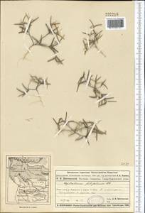 Лепталеум нителистный (Willd.) DC., Средняя Азия и Казахстан, Муюнкумы, Прибалхашье и Бетпак-Дала (M9) (Казахстан)