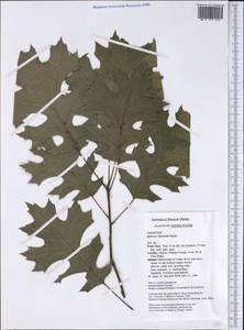Quercus shumardii Buckley, Америка (AMER) (США)