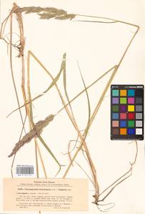 Calamagrostis × acutiflora (Schrad.) DC., Восточная Европа, Северный район (E1) (Россия)