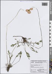 Oreomecon angustifolia (Tolm.) Krivenko, Сибирь, Центральная Сибирь (S3) (Россия)