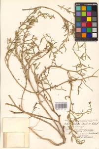 Морская горчица морская Scop., Восточная Европа, Северо-Западный район (E2) (Россия)