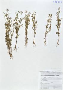 Льняночка малая, Хеноринум малый (L.) Lange, Сибирь, Дальний Восток (S6) (Россия)