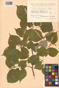 Липа амурская Rupr., Сибирь, Дальний Восток (S6) (Россия)