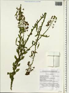 Cleome arabica L., Зарубежная Азия (ASIA) (Израиль)