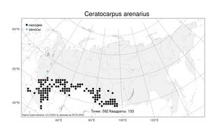 Ceratocarpus arenarius, Рогач песчаный L., Атлас флоры России (FLORUS) (Россия)