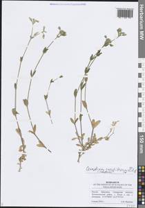 Ясколка костенецевидная, Ясколка дернистая Fr., Восточная Европа, Средневолжский район (E8) (Россия)