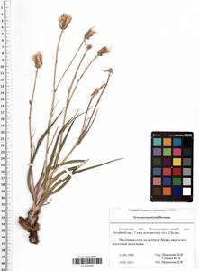 Pseudopodospermum tauricum (M. Bieb.) Vasjukov & Saksonov, Восточная Европа, Средневолжский район (E8) (Россия)