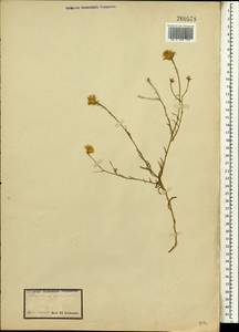 Chrysocoma ciliata L., Африка (AFR) (ЮАР)