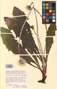 Taraxacum turgaicum Schischk., Восточная Европа, Нижневолжский район (E9) (Россия)