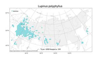 Lupinus polyphyllus, Люпин многолистный Lindl., Атлас флоры России (FLORUS) (Россия)