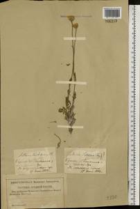 Archanthemis trotzkiana (Claus ex Bunge) Lo Presti & Oberpr., Восточная Европа, Нижневолжский район (E9) (Россия)