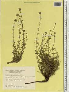 Зизифора жесткая (Boiss.) Rech.f., Зарубежная Азия (ASIA) (Иран)