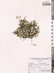 Ряска трехдольная L., Сибирь, Якутия (S5) (Россия)