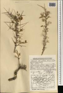 Collinosalsola laricifolia (Turcz. ex Litv.), Монголия (MONG) (Монголия)