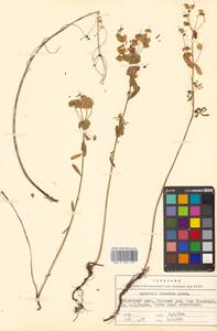 Молочай острый L., Сибирь, Дальний Восток (S6) (Россия)