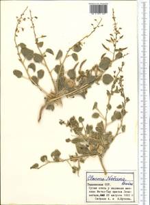 Cleome noeana subsp. noeana, Средняя Азия и Казахстан, Западный Тянь-Шань и Каратау (M3) (Таджикистан)