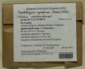 Leptobryum pyriforme (Hedw.) Wilson, Гербарий мохообразных, Мхи - Западная Европа (BEu) (Болгария)
