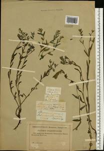 Буглосоидес полевой, Воробейник полевой (L.) I.M.Johnst., Восточная Европа, Центральный лесостепной район (E6) (Россия)