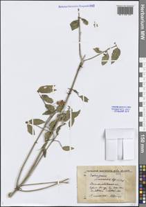 Бересклет Семенова Regel & Herder, Средняя Азия и Казахстан, Западный Тянь-Шань и Каратау (M3) (Киргизия)