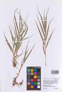 Двукисточник тростниковидный L., Восточная Европа, Московская область и Москва (E4a) (Россия)