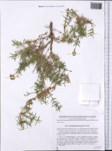 Acanthophyllum coloratum Schischk., Средняя Азия и Казахстан, Западный Тянь-Шань и Каратау (M3) (Киргизия)
