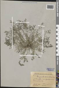 Полевичка малая Host, Восточная Европа, Ростовская область (E12a) (Россия)