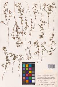 Лядвенец узкий L., Восточная Европа, Нижневолжский район (E9) (Россия)