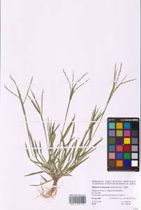 Росичка обыкновенная (Schreb.) Muhl., Восточная Европа, Северо-Западный район (E2) (Россия)