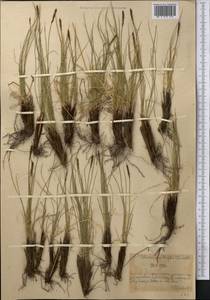 Carex capillifolia (Decne.) S.R.Zhang, Средняя Азия и Казахстан, Северный и Центральный Тянь-Шань (M4) (Казахстан)