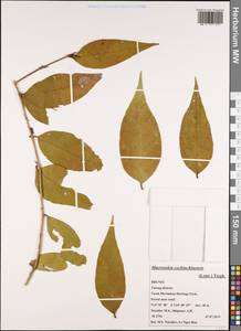 Macrosolen cochinchinensis (Lour.) Tiegh., Зарубежная Азия (ASIA) (Бруней)