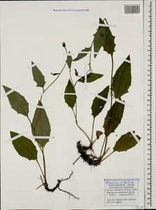 Hieracium lachenalii subsp. cruentifolium (Dahlst. & Lübeck ex Dahlst.) Zahn, Кавказ, Краснодарский край и Адыгея (K1a) (Россия)