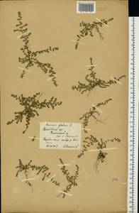 Грыжник голый L., Восточная Европа, Центральный лесостепной район (E6) (Россия)