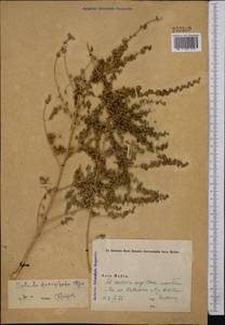 Caroxylon forcipitatum (Iljin) Akhani & Roalson, Средняя Азия и Казахстан, Памир и Памиро-Алай (M2) (Таджикистан)