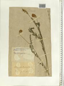 Астрагал эспарцетный L., Восточная Европа, Южно-Украинский район (E12) (Украина)