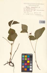 Костяника каменистая L., Восточная Европа, Восточный район (E10) (Россия)