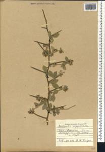 Balanites aegyptiaca (L.) Delile, Африка (AFR) (Мали)