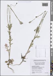 Мак Стевена (Mikheev) Kubát & Šípošová, Восточная Европа, Центральный район (E4) (Россия)