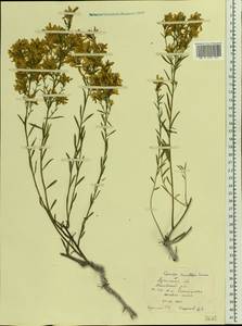 Genista tinctoria subsp. tinctoria, Восточная Европа, Северо-Украинский район (E11) (Украина)