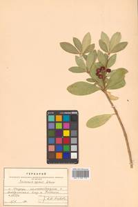 Скиммия промежуточная Komatsu, Сибирь, Дальний Восток (S6) (Россия)