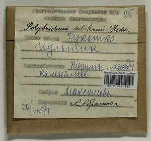 Polytrichum piliferum Hedw., Гербарий мохообразных, Мхи - Чукотка и Камчатка (B21) (Россия)