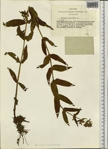 Чистец болотный L., Сибирь, Алтай и Саяны (S2) (Россия)